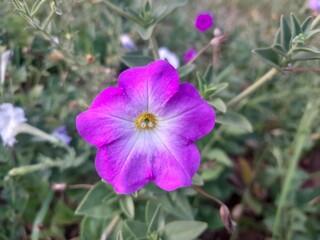 Purple petunia flowers with isolated green background. Petunia axillaris blossom in Botanical garden 