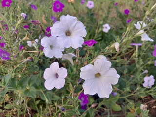 Wild white petunia flowers with green leaves.  Petunia flower plant. 