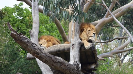 two male lions lying on an outlook
