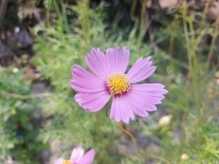 Cosmos flower in botanical garden in Bangladesh. Beautiful cosmos blossom isolated blurred background.  