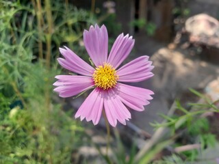 Cosmos flower in botanical garden in Bangladesh. Beautiful cosmos blossom isolated blurred background.  