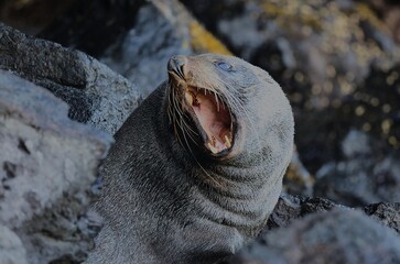 roaring sea lion