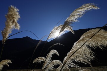 Pampas grass in front of the sun