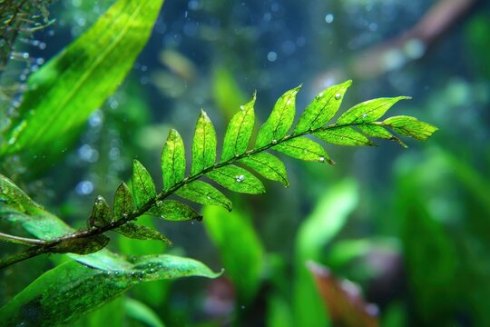 Vibrant Java Fern Plantlet Thriving with Lush Green Leaves in a Flourishing Aquarium Environment