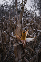 Cornfield © diana