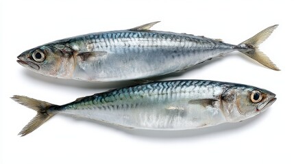 Fresh Whole Mackerel Fish Displayed on White Background with Glimmering Silver Skin and Distinctive Features
