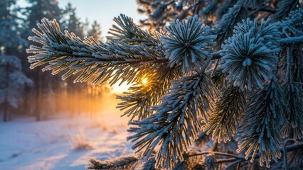 Close up winter pine tree branch with sunrise background