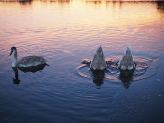 łabędzie, zachód słońca, © EwaAF