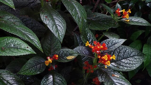 A lush cluster of Chrysothemis pulchella, showcasing its dark, heavily textured leaves and vibrant, small red and yellow flowers in a dense, shaded garden setting