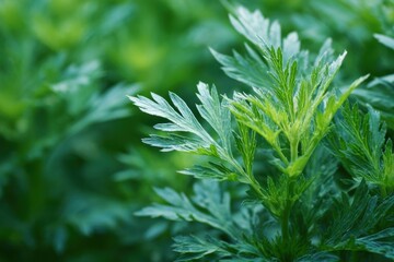 Lush Sweet Wormwood Plant in Vibrant Garden Setting with Fresh Green Leaves and Wild Botanicals