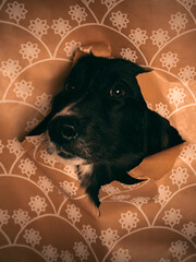 Christmas Doggie Photoshoot