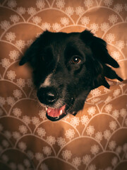 Christmas Doggie Photoshoot