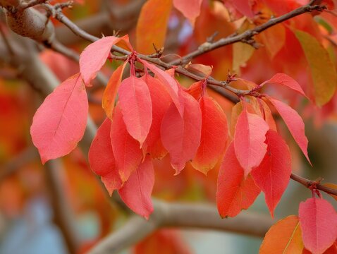 Nyssa Sylvatica: The Vibrant Tree of Autumn Foliage and Seasonal Beauty