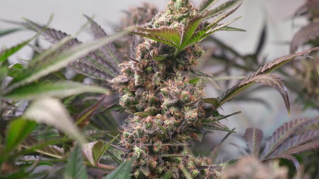 Cinematic Close-Up of Cannabis Buds with Smooth Motorized Slider Movement