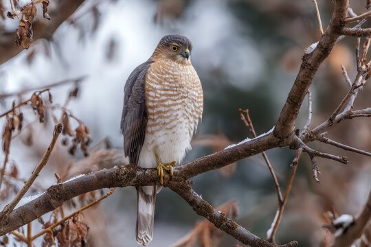 Sharp-Shinned Hawk Perched on Winter Tree Branch Under Bright Daylight