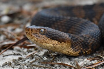 Fototapeta premium Florida's Wild Cottonmouth Snake: A Close Encounter with Nature's Venomous Reptile