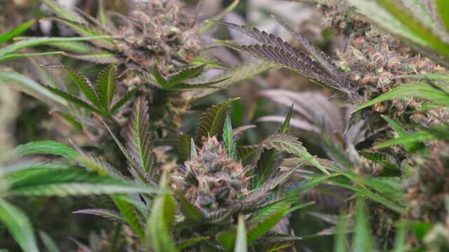 Cinematic Close-Up of Cannabis Buds with Smooth Motorized Slider Movement