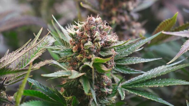 Cinematic Close-Up of Cannabis Buds with Smooth Motorized Slider Movement
