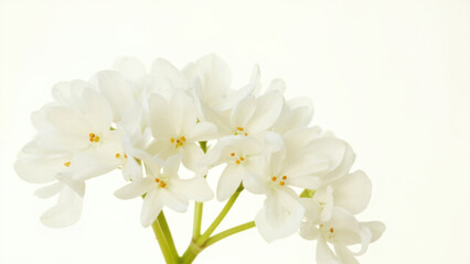 Fototapeta premium Delicate white flowers with yellow stamens bloom against a soft, bright background