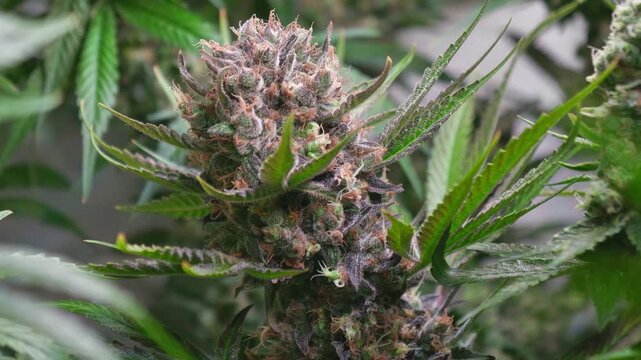 Cinematic Close-Up of Cannabis Buds with Smooth Motorized Slider Movement