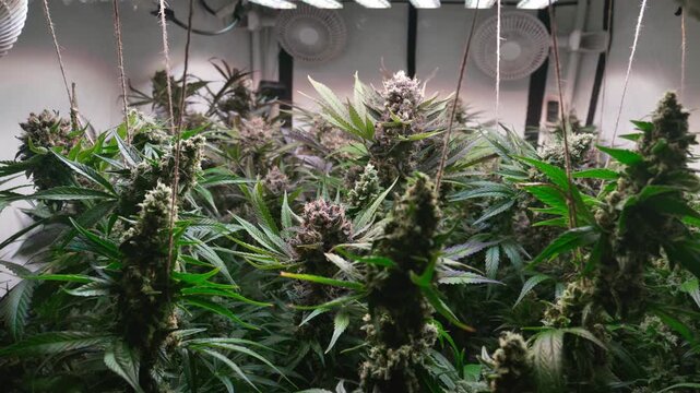 Cinematic Close-Up of Cannabis Buds with Smooth Motorized Slider Movement