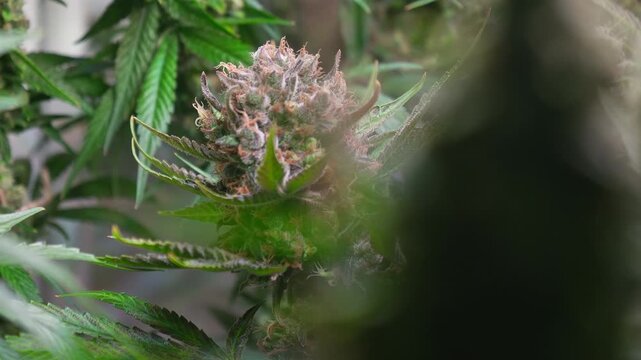 Cinematic Close-Up of Cannabis Buds with Smooth Motorized Slider Movement