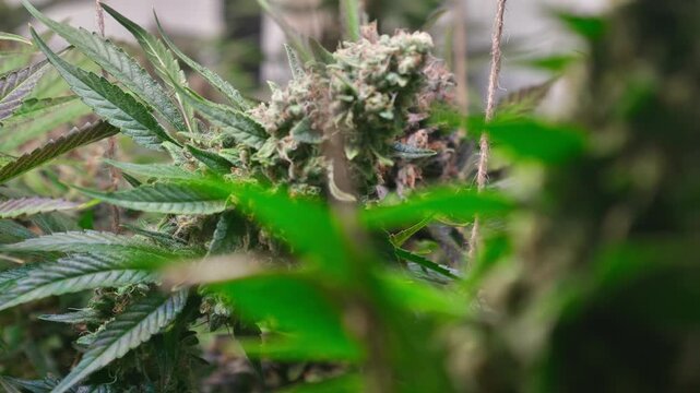 Cinematic Close-Up of Cannabis Buds with Smooth Motorized Slider Movement