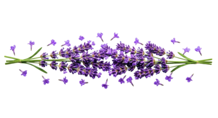 ultra photorealistic macro of pristine purple lavender florets in a flat lay, scattering petals on a transparent background, high-key studio light, concept for high-end botanical purity