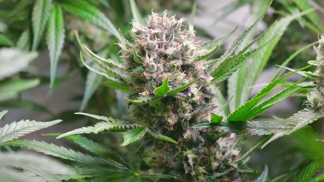 Cinematic Close-Up of Cannabis Buds with Smooth Motorized Slider Movement