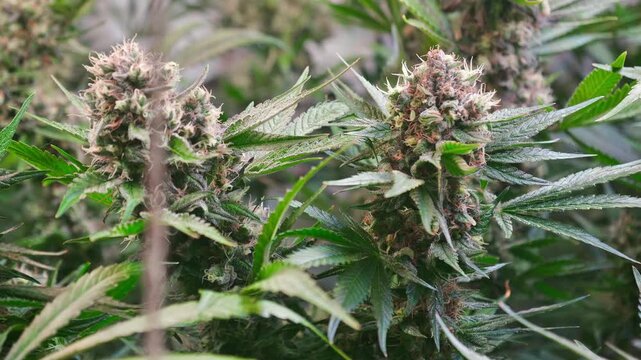 Cinematic Close-Up of Cannabis Buds with Smooth Motorized Slider Movement