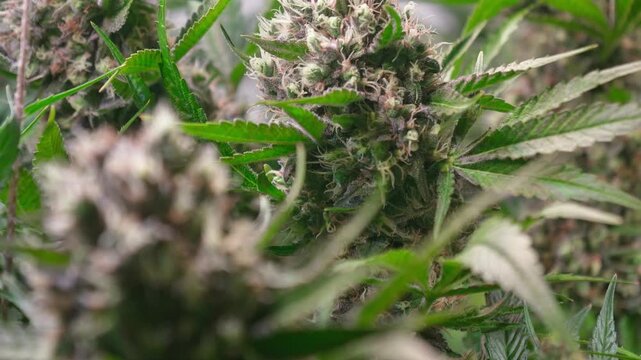 Cinematic Close-Up of Cannabis Buds with Smooth Motorized Slider Movement