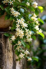 Lush Confederate Jasmine Climbing on Old Stone Wall in a Vibrant Garden Setting