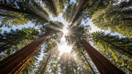 Tall trees reaching toward sunlight in forest canopy