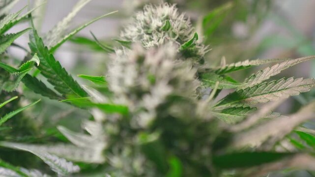 Cinematic Close-Up of Cannabis Buds with Smooth Motorized Slider Movement