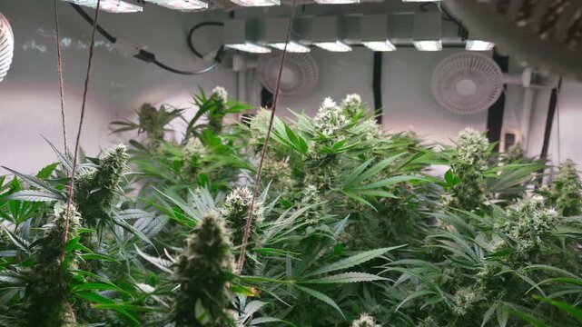 Cinematic Close-Up of Cannabis Buds with Smooth Motorized Slider Movement