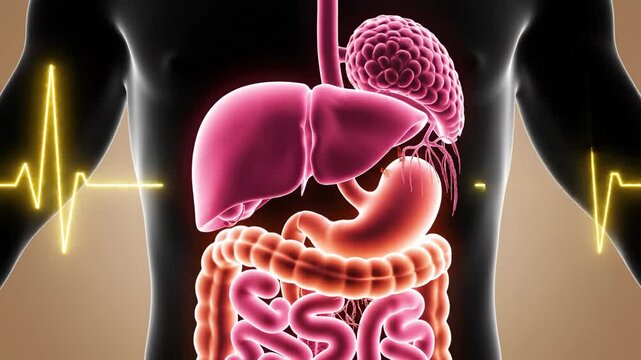 Human Body with Visible Internal Organs and Heartbeat Line.