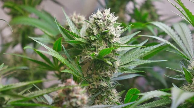 Cinematic Close-Up of Cannabis Buds with Smooth Motorized Slider Movement