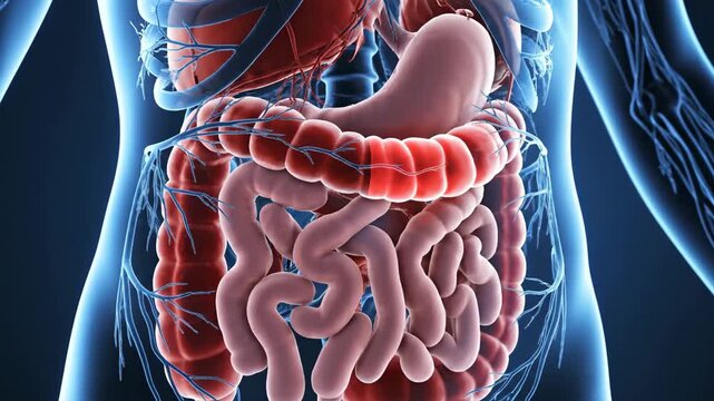 Human Digestive System Anatomy with Glowing Organs and Transparent Body Structure.