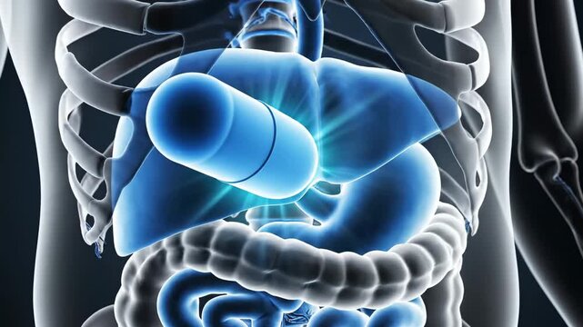 Human Liver and Digestive System with Pill Ingestion for Medical Treatment.