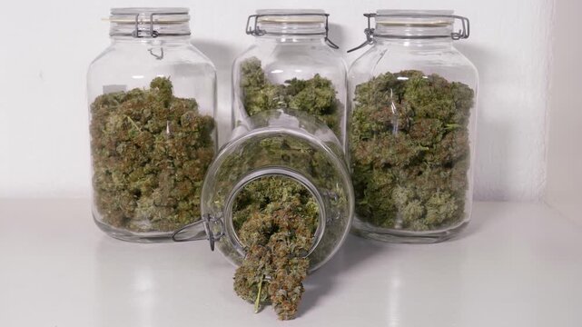 Dolly shot of harvested cannabis blooms in jars in front of a white background