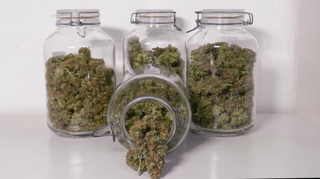 Dolly shot of harvested cannabis blooms in jars in front of a white background