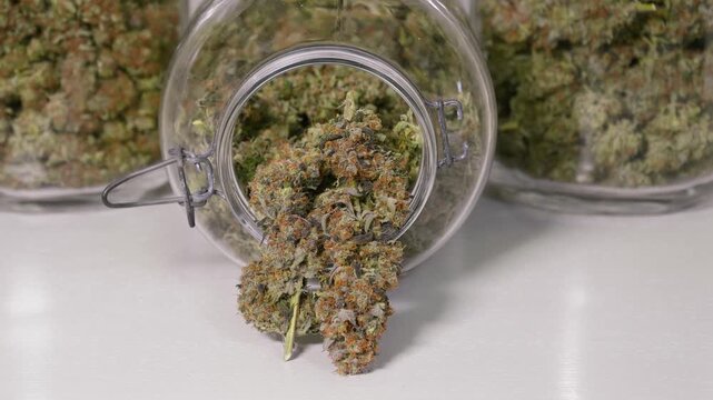 Dolly shot of harvested cannabis blooms in jars in front of a white background
