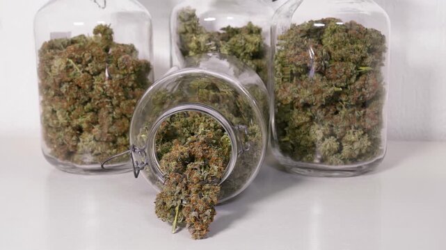 Dolly shot of harvested cannabis blooms in jars in front of a white background