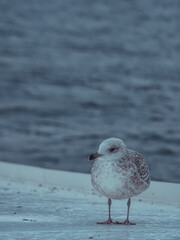 seagull on the pier