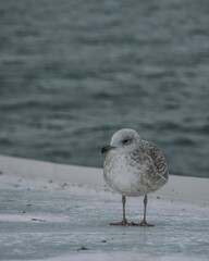 Seagull 