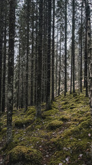 pine forest in autumn