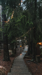 Fairy lights in the forest