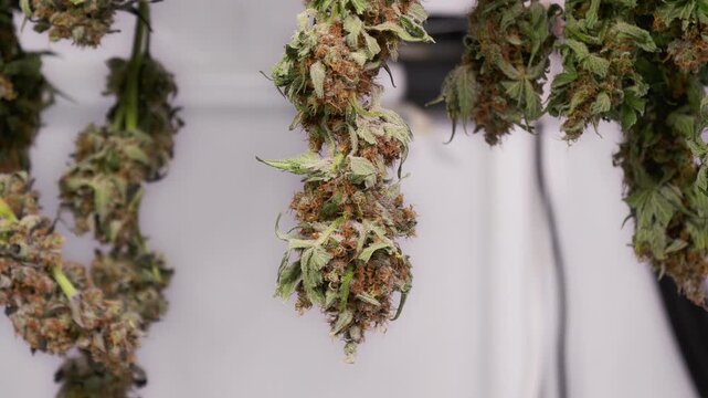 Dolly shot of drying cannabis plants in a grow tent