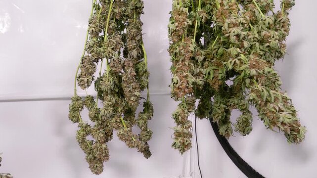 Dolly shot of drying cannabis plants in a grow tent