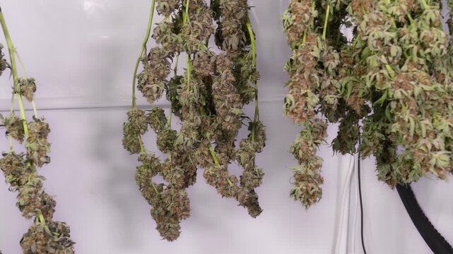 Dolly shot of drying cannabis plants in a grow tent